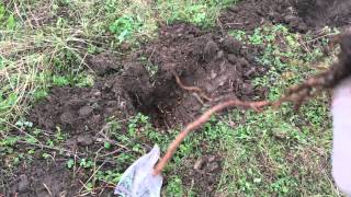 Виноград Августин. Vitis vinifera Avgustine. Посадка 2016.