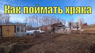 Как поймать свина. Кастрация хряка. Уколы от паразитов.// Семья фетистовых