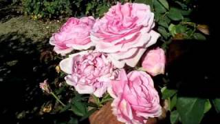 Rose Bishops Castle