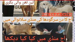 Sargodha Mandi Sailawali || Today Visat Silawali Mandi || Bakra and whera Mandi