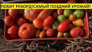 7 НОЯБРЯ СОБИРАЮ ПОСЛЕДНИЙ УРОЖАЙ ТОМАТОВ! 