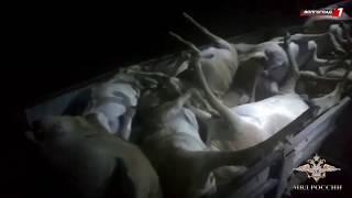 В ВОЛГОГРАДСКОЙ ОБЛАСТИ ДВОЕ БРАКОНЬЕРОВ УСТРОИЛИ ОХОТУ НА КРАСНОКНИЖНЫХ ЖИВОТНЫХ