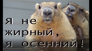 Сурки-бандиты растрясают зимние жиры