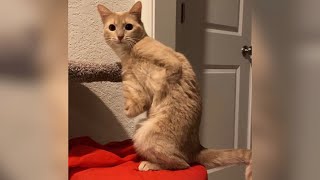 Amputee cat has dino arms and moves like a kangaroo