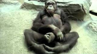Monkey Sex.