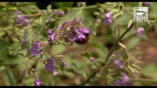 Pollinator Week - How Pollinators Help with Food - Cincinnati Zoo