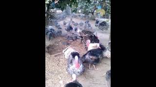 ขายไก่งวง-ไก่ต๊อกจ.พิษณุโลกT.089-0664705เดช-นัน