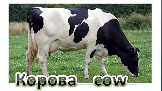 Как нарисовать корову, #draw, cow, Рисунок коровы
