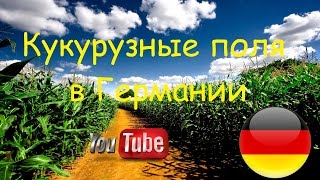 Кукурузные поля Немного о кукурузе и фермерах Жизнь в германии