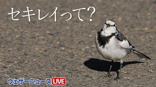 鶺鴒鳴(せきれいなく)　セキレイって？