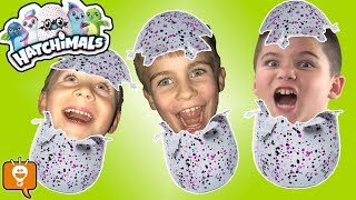 NEW HATCHIMALS SURPRISE Egg TOY Fun! New Toy Haul HobbyFamilyTV