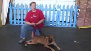 Darla has been adopted!