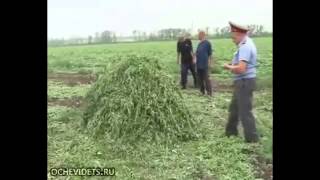 Мент обжёг ебало, сжигая коноплю !