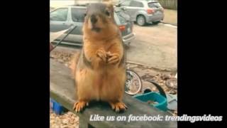 Talking Squirrel This is Epic So Hilarious