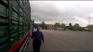 Racing Pigeon Liberation at Cheltenham