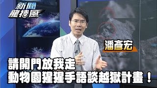《 潘彥宏》請開門放我　英國動物園猩猩手語談越獄計畫！