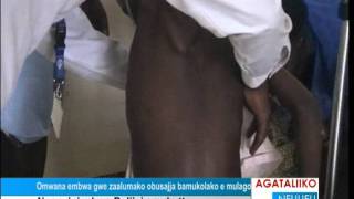 Omwana embwa gwe zaalumako obusajja bumukolako e mulago
