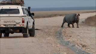 Rhino Etosha NP