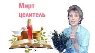 Мирт обыкновенный спасет бронхи, легкие или от чего гибли рыцари