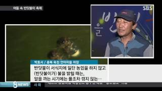 어둠 속 불빛…반딧불이가 만드는 빛의 향연 / SBS