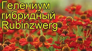 Гелениум гибридный Рубиновый Гном. Краткий обзор, описание характеристик helenium hybrid Rubinzwerg