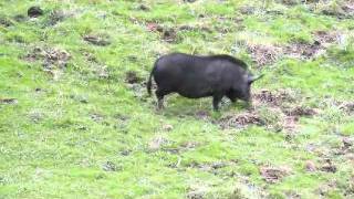 CA Wild boar hunt: Threes a charm (Rhinos Guide Service)