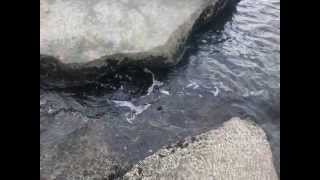Sea (Ris 1)