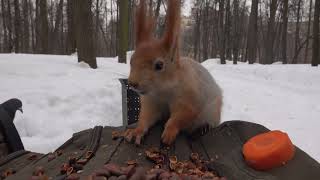Копия прибежала с очередным женихом / Copy came running with another groom
