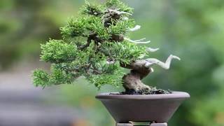 Chinese juniper - Juniperus chinensis 'Shimpaku' Outdor # 6