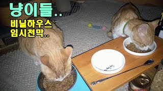 길냥들,하우스임시천막