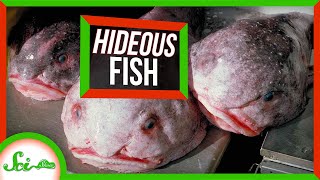 Why These 7 Fish Are So U.G.L.Y.