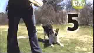 ABC CANINO: LOS PERROS MAS INTELIGENTES