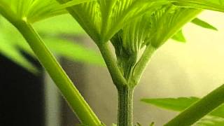 Growing Cannabis with Tyler: HOW TO TOP CANNABIS