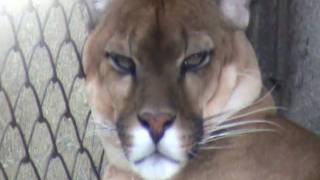 PUMA ANDINO PERUANO