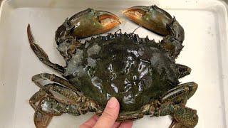 THE MOST SATISFYING CUTTING EGG'S CRAB ASMR
