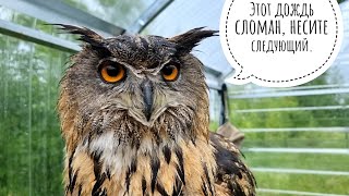 Не очень мокрый дождь. Сова Ёль считает, что маловато будет. Кошка Морошка боится грозы