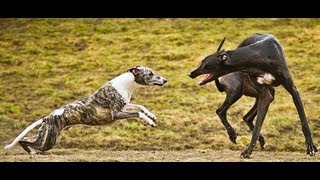 Whippet and Greyhound playing