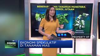 Janda Bolong dkk, Ekonomi Spekulatif di Tanaman Hias