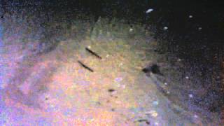 Большие морские черви Nereis в Таиланде на Пхукете