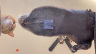 カワウソさくら 下から見た餌を食べるカワウソたちが可愛すぎる otter eating food, looking up from below, are too cute