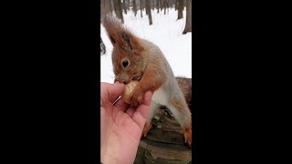 Ушастый никому не даёт себя поймать / Ushastik does not let anyone catch him