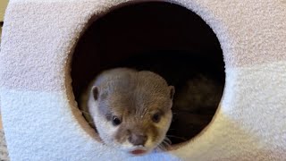 最終手段を用いてカワウソをモコモコハウスに招待してみた I used the last resort and invited the otter to Fluffy House.