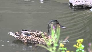 Quacking duck