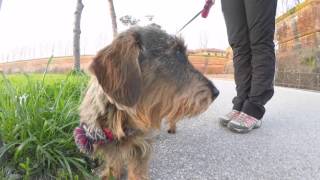 WINXY, IL SIMPATICO BASSOTTO