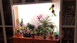 Новый орхидейный домик с подсветкой. Пожертвовала нишей над комодом. Я без голоса- молчу.