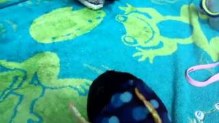 Webkinz Pool Party
