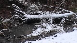 Долина реки Боровлянки. Курганская область.