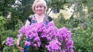 ФЛОКС - ВЫРАЩИВАНИЕ, УХОД, РАЗМНОЖЕНИЕ. ШИКАРНОЕ ЦВЕТЕНИЕ!!! Phlox - cultivation, care, breeding