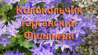 Колокольчик гарганский Филлигри ? обзор: как сажать, семена колокольчика Филлигри