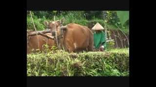 Desa Wisata Mas Mas Lombok NTB